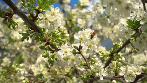 Красивая цветущая вишня и пчела собирает нектар. Медленное видео, 240 кадров в секунду . — стоковое видео