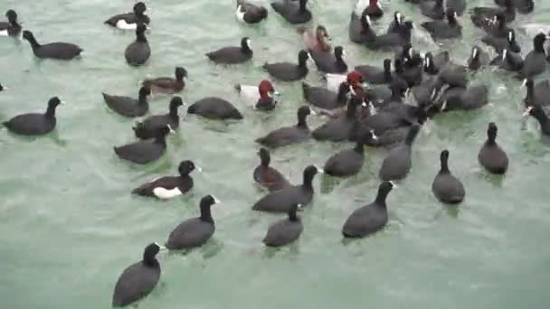 Oiseaux de mer dans une eau. Les canards nagent dans la mer .