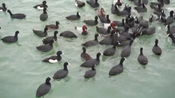 Морские птицы в воде. Утки плавают в море . — стоковое видео