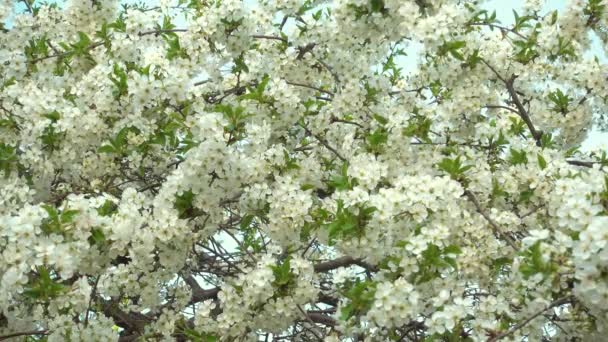 Primavera, bela árvore de cereja florescente . — Vídeo de Stock