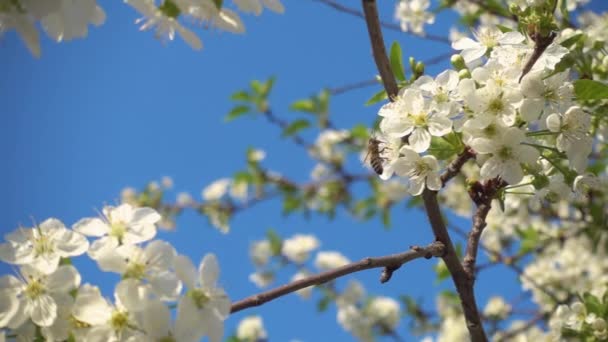 Cámara lenta, abeja volando cerca de flores blancas de cerezo en flor . — Vídeos de Stock