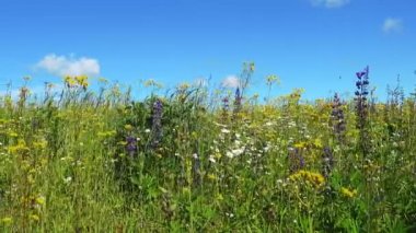 Güzel çiçek in dolly atış alanı yaz.