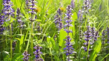 Yaz tarlada güzel çiçekler.