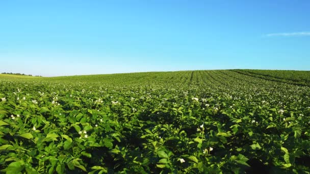 Champ de pommes de terre en fleurs, les plantes balancent dans un vent . — Video