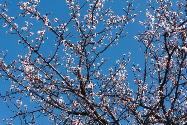 Spring Beautiful Blooming Apricot Tree Blue Clear Sky — Stock Photo, Image