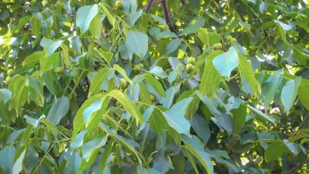 Волоське дерево, фрукти на гілці дерева в сонячний день . — стокове відео