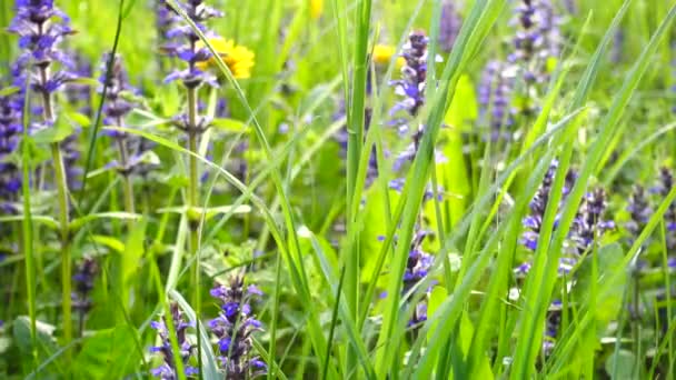 Schöne Blumen im Sommerfeld. Blumenfeld bei schönem Tag. — Stockvideo