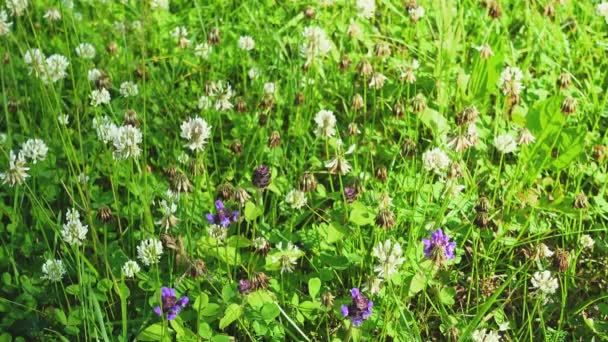 Blommande vitklöver blommor fält i trädgården på soliga dag. — Stockvideo