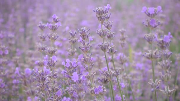 Schöne zarte Lavendelblüten. — Stockvideo