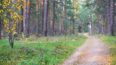 Yol güzel sonbahar ormanı.