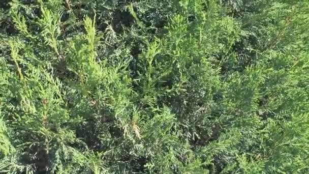 Fondo floral verde, ramas arborvitae con agujas frescas . — Vídeo de stock