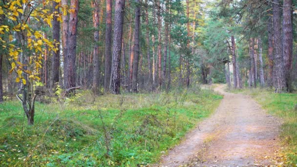 Weg door de prachtige herfst bos. — Stockvideo