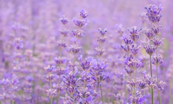 Lavendel Veld Mooie Avond Provence Frankrijk Florale Achtergrond — Stockfoto