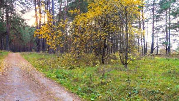 Camino a través del hermoso bosque de otoño. Las hojas apenas se balancean en el viento . — Vídeo de stock