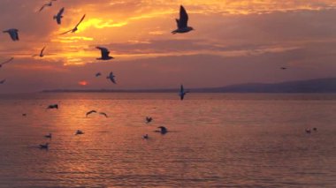 Kuşlar yavaş yavaş uçar karşı güzel günbatımı, slowmotion 240 fps.