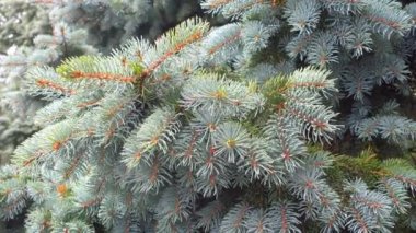 Köknar ağacı dalı yağmurlu gün.