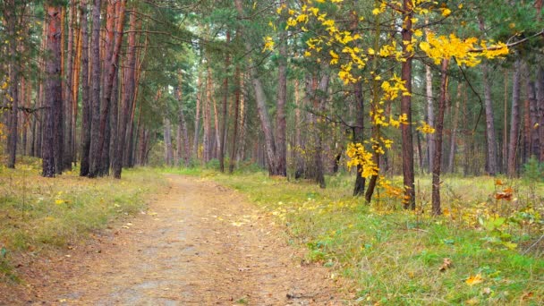 Venkovské silnici v krásném podzimním lese. Listy sotva houpat se ve větru. — Stock video