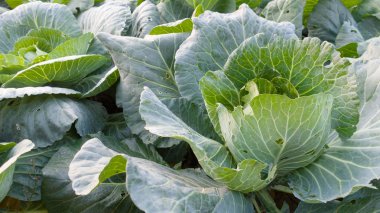 Bahçede yeşil Çiğ lahana.