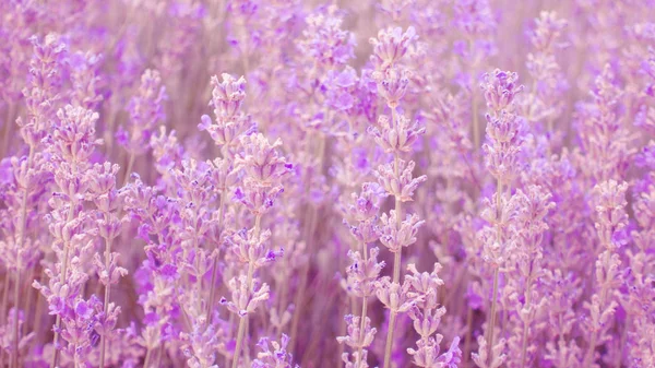 Tle Kwiatów Piękne Avender Pola Provence Francja — Zdjęcie stockowe