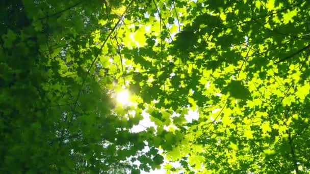 Foglie verdi fresche in bella giornata di sole, alberi e luce del sole . — Video Stock