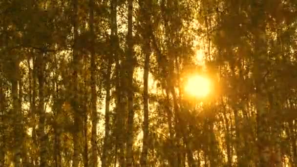 El lapso de tiempo de los árboles en la luz del sol, bosque al atardecer hermoso . — Vídeo de stock