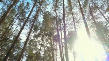 Güzel bir gün, ağaçları sayesinde güneş, ormandaki yüksek çam. Çam ormanı.