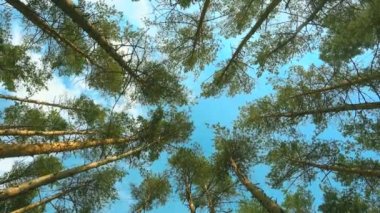 Yüksek çam ve gökyüzü güzel gün. Çam ormanı.