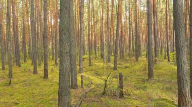 Güzel çam ormanı, panoramik video.