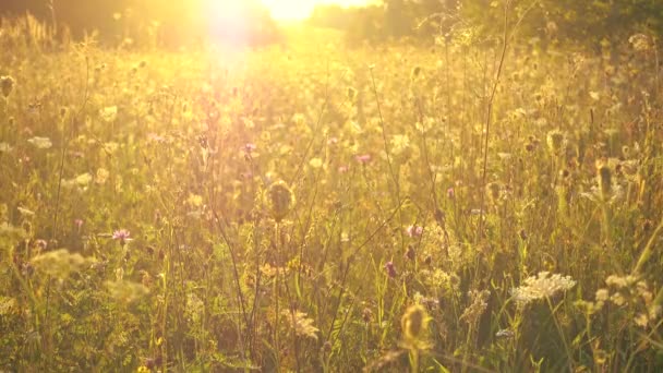 아름 다운 초원 파스텔 톤, 안개와 햇빛. — 비디오