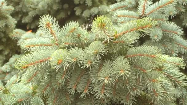 Fir tree branch and rain drops at rainy day. — Stock Video