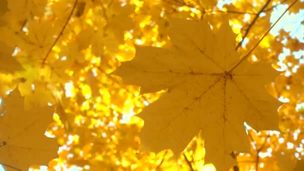 Zon schijnt door prachtige gouden herfstbladeren, esdoorn. — Stockvideo