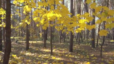 Ağır çekim güzel sonbahar akçaağaç ile güneş ışığı altında bırakır.