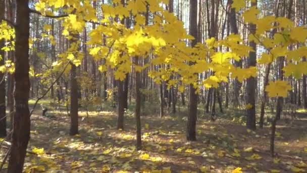 Movimento lento attraverso belle foglie d'acero autunnali alla luce del sole . — Video Stock