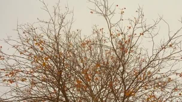 Прошлой золотой осенью листья висят на ветру в пасмурный день . — стоковое видео