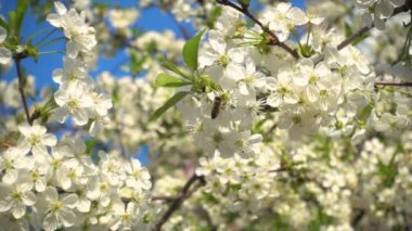 Arı toplar üzerinde çiçek açan kiraz nektar çiçek, ağır çekim video, 240 fps.