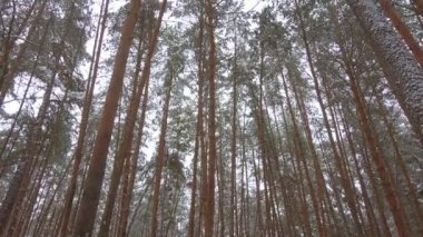 Güzel kış çam ormanı, panoramik video.