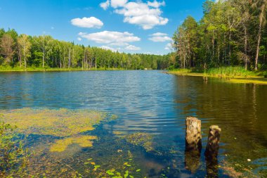 Güneşli bir gün, ormanda güzel göl.