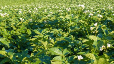 Çiçek açan patates alanı, yeşil alan patates