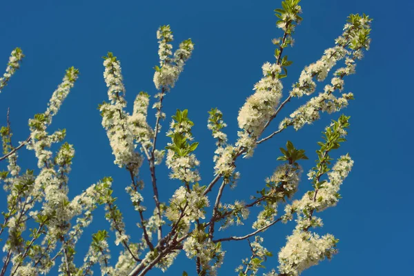 Beautiful Blooming Tree Clear Blue Sky — Stock Photo, Image