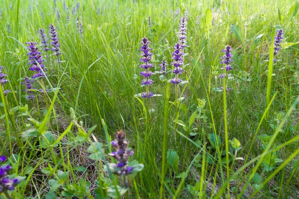 Beautiful Blooming Flowers Grass — Stock Photo, Image