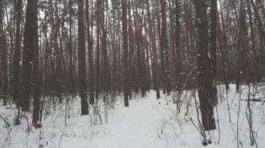 Ağaçlar kış orman ve düşen kar arasında ağır çekim.