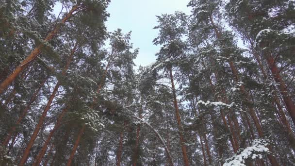Filmati al rallentatore senza soluzione di continuità di neve caduta nella foresta invernale di pini . — Video Stock