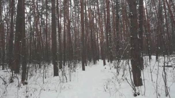 Movimiento lento entre los árboles en el bosque de invierno y la nieve que cae . — Vídeos de Stock