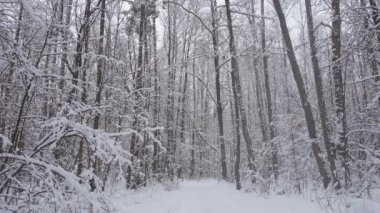 Güzel kış orman, vahşi kış orman kar düşüyor.
