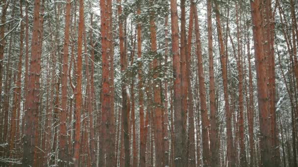 Kış orman, kesintisiz ağır çekim görüntüleri. — Stok video