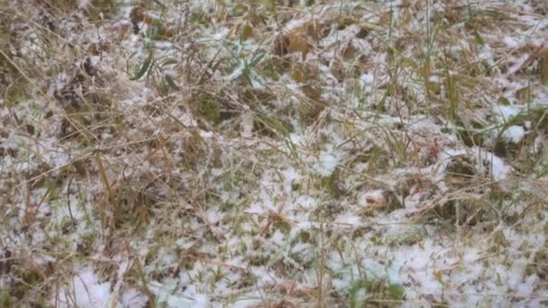 Gras bedekt eerste verse sneeuw, vliegende camera. — Stockvideo