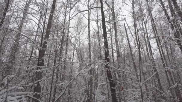 Slow motion fallande snö i vackra vinter skog. — Stockvideo