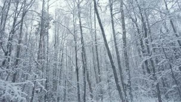 美しい冬の森の木の中で雪が降っているスローモーション — ストック動画