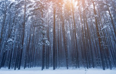 Güzel kış orman, peyzaj, kış ormandaki ağaçlar. Cana