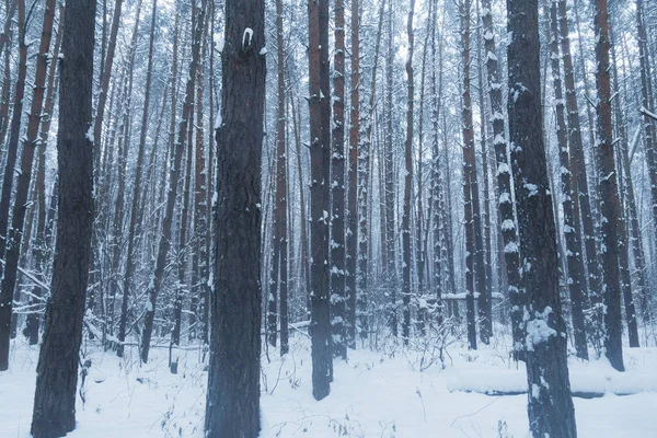 Hermoso bosque de invierno, árboles en el bosque de invierno. Países Bajos . — Foto de Stock